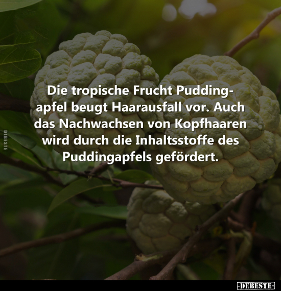 Die tropische Frucht Puddingapfel beugt Haarausfall vor. - Lustige Bilder | DEBESTE.de