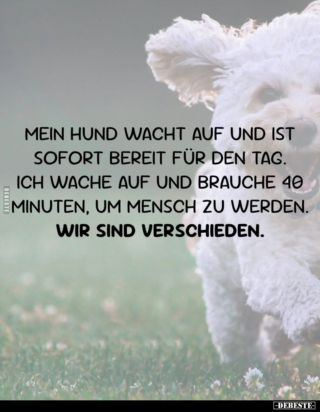 Mein Hund wacht auf und ist sofort bereit für den Tag. Ich wache auf und brauche 40 Minuten, um Mensch zu werden.
Wir sind v...