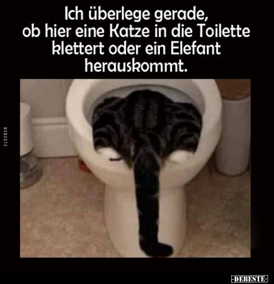 Ich überlege gerade, ob hier eine Katze in die Toilette.. - Lustige Bilder | DEBESTE.de