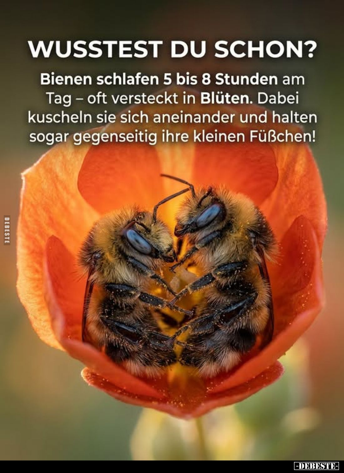 WUSSTEST DU SCHON?
Bienen schlafen 5 bis 8 Stunden am Tag – oft versteckt in Blüten. Dabei kuscheln sie sich aneinander und ...