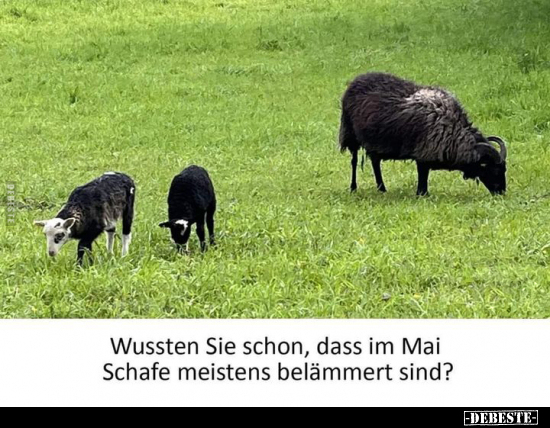Wussten Sie schon, dass im Mai Schafe meistens belämmert.. - Lustige Bilder | DEBESTE.de