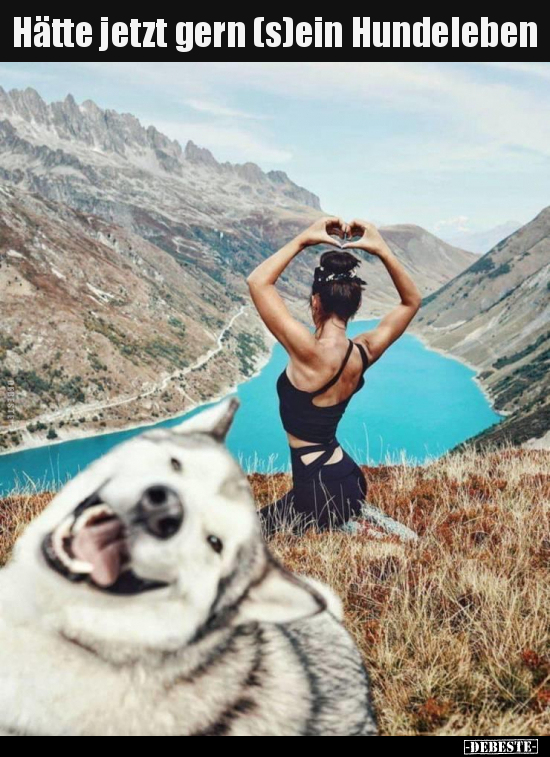 Hätte jetzt gern (s)ein Hundeleben..