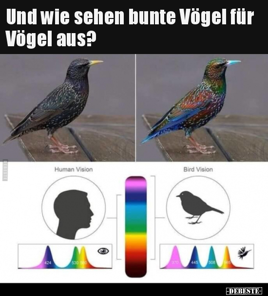 Und wie sehen bunte Vögel für Vögel aus?.. - Lustige Bilder | DEBESTE.de