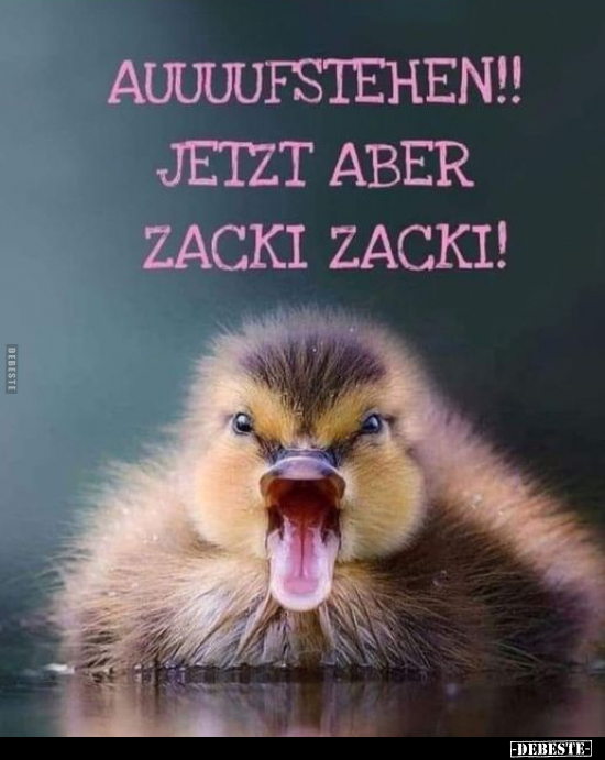 Auuuufstehen!! Jetzt aber zacki zacki!.. - Lustige Bilder | DEBESTE.de