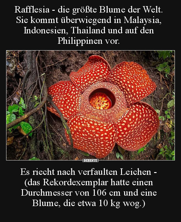 Rafflesia - die größte Blume der Welt... - Lustige Bilder | DEBESTE.de