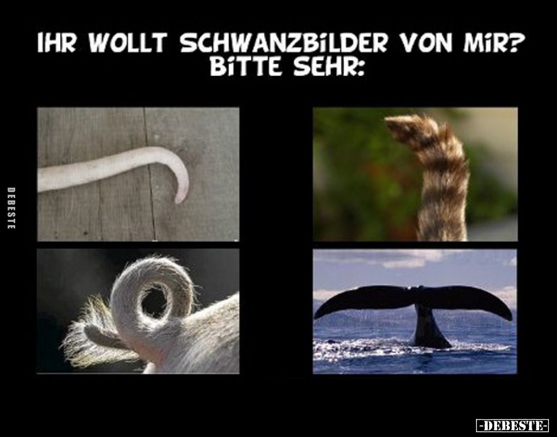 Ihr wollt Schwanzbilder von mir? Bitte sehr: