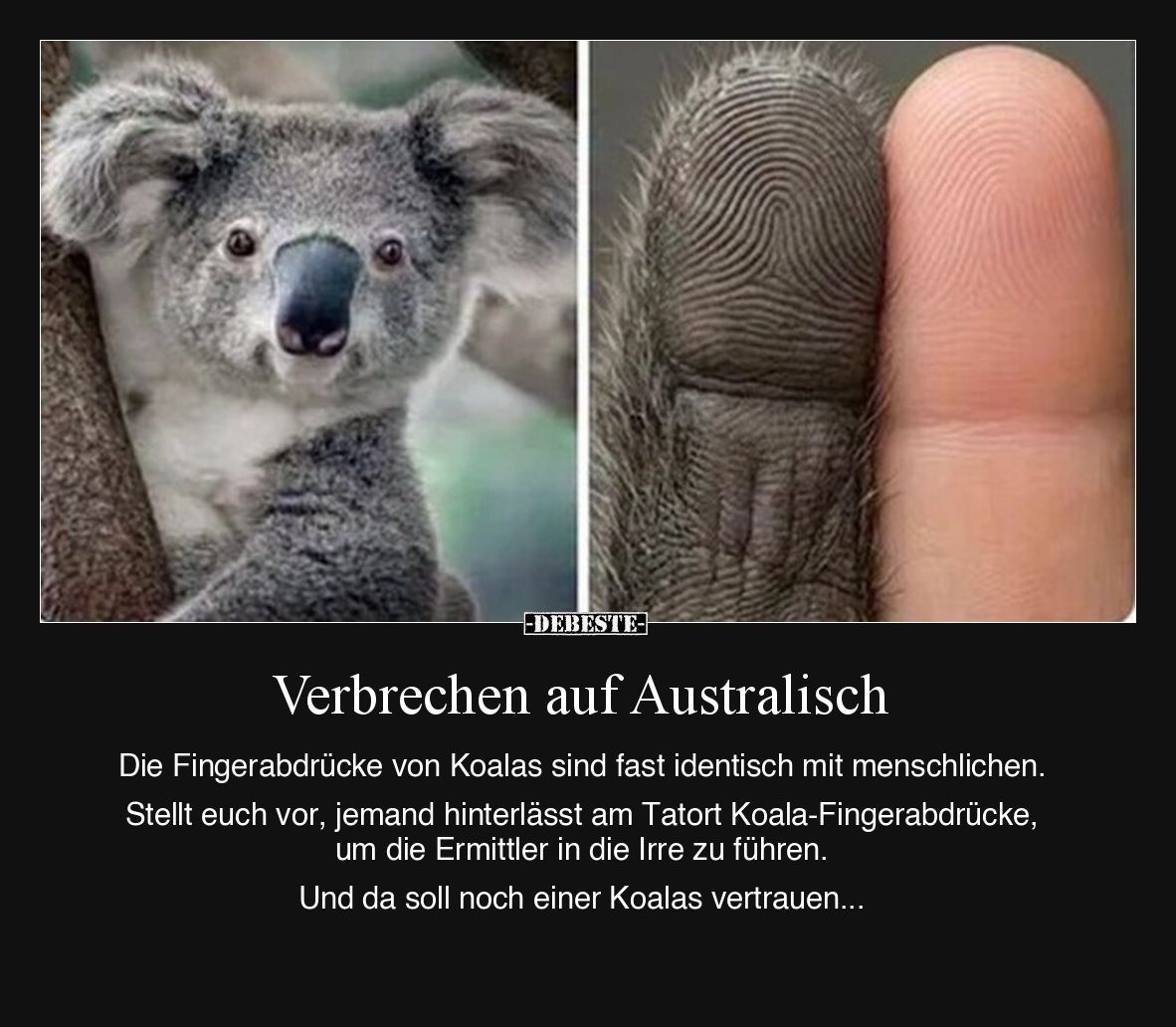 Verbrechen auf Australisch.
Die Fingerabdrücke von Koalas sind fast identisch mit menschlichen.
Stellt euch vor, jemand...