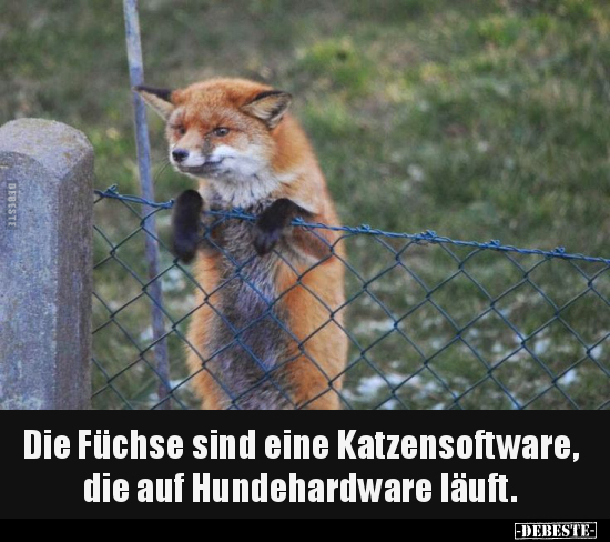 Die Füchse sind eine Katzensoftware, die auf Hundehardware.. - Lustige Bilder | DEBESTE.de