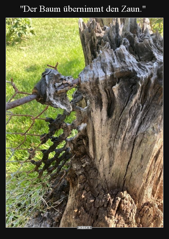 "Der Baum übernimmt den Zaun.".. - Lustige Bilder | DEBESTE.de