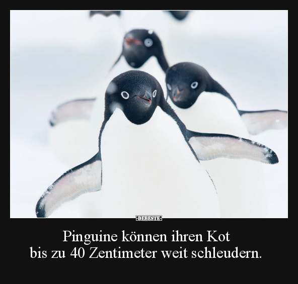 Pinguine können ihren Kot.. - Lustige Bilder | DEBESTE.de