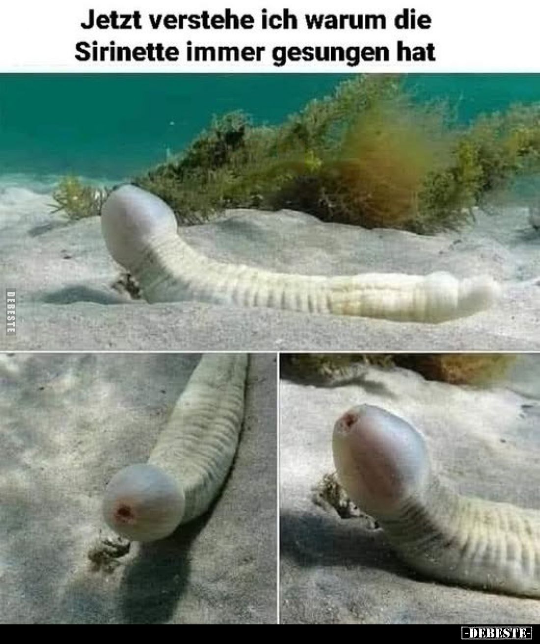 Jetzt verstehe ich warum die Sirinette immer gesungen hat.