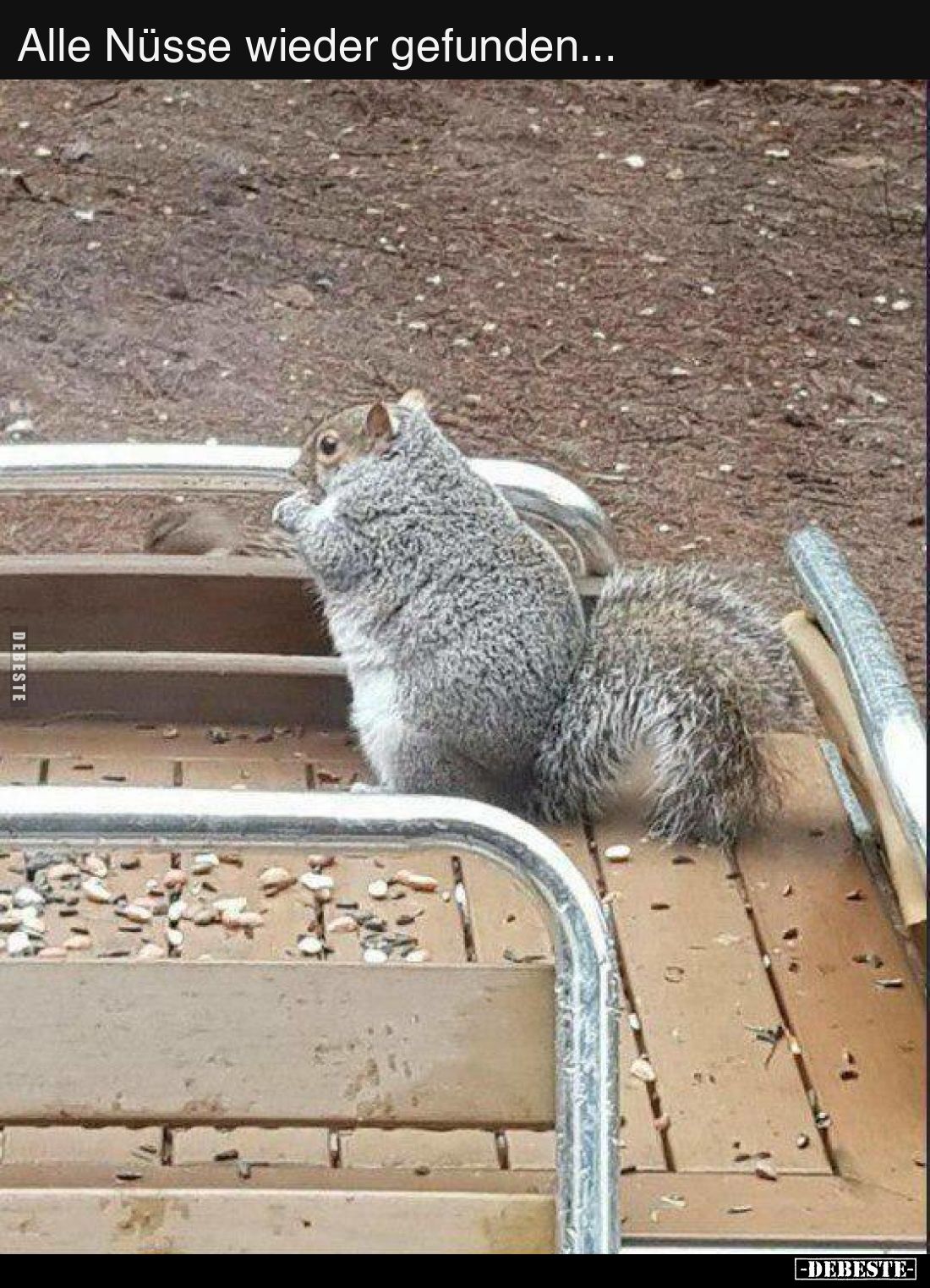 Alle Nüsse wieder gefunden...