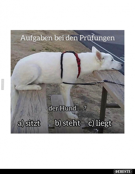 Aufgaben bei den Prüfungen.. - Lustige Bilder | DEBESTE.de