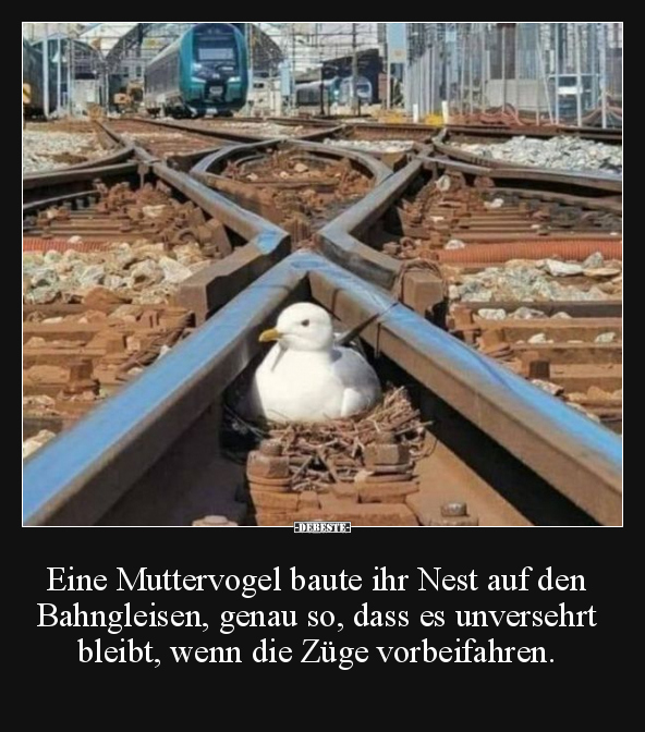 Eine Muttervogel baute ihr Nest auf den Bahngleisen.. - Lustige Bilder | DEBESTE.de