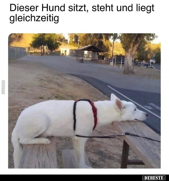 Dieser Hund sitzt, steht und liegt gleichzeitig..