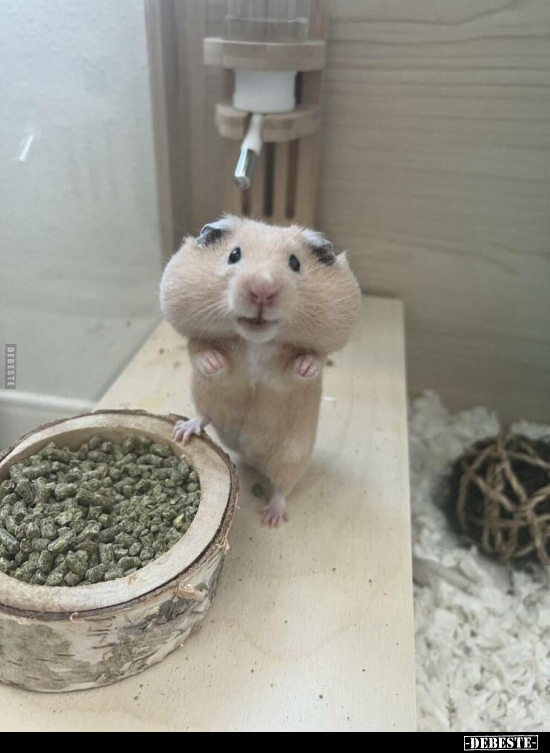  - Lustige Bilder | DEBESTE.de