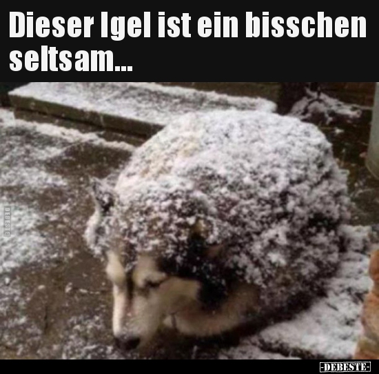 Dieser Igel ist ein bisschen seltsam...