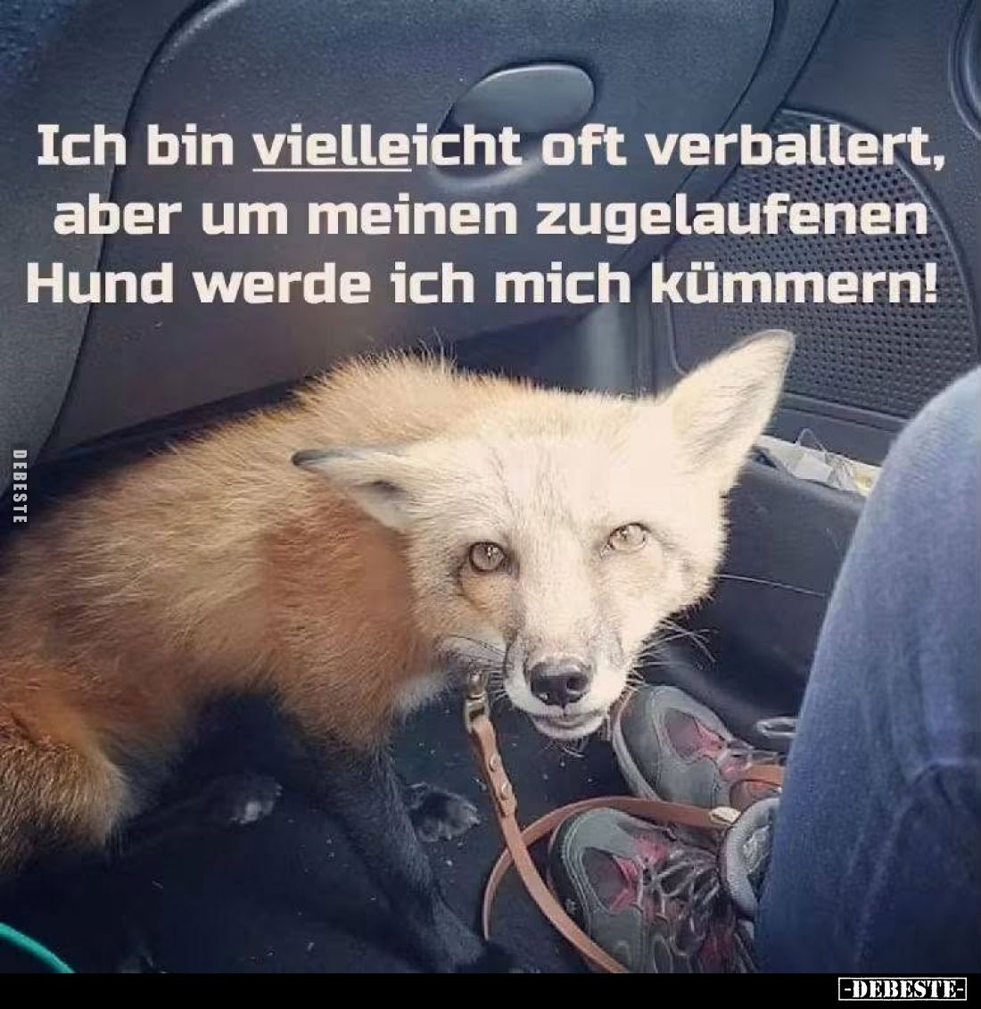 Ich bin vielleicht oft verballert, aber um meinen zugelaufenen Hund werde ich mich kümmern!