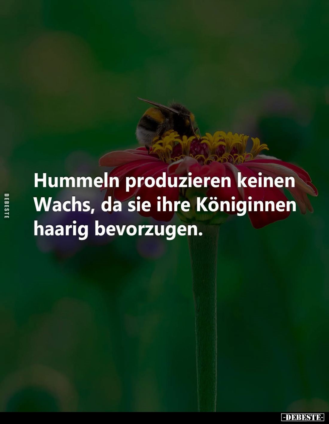 Hummeln produzieren keinen Wachs, da sie ihre Königinnen haarig bevorzugen.