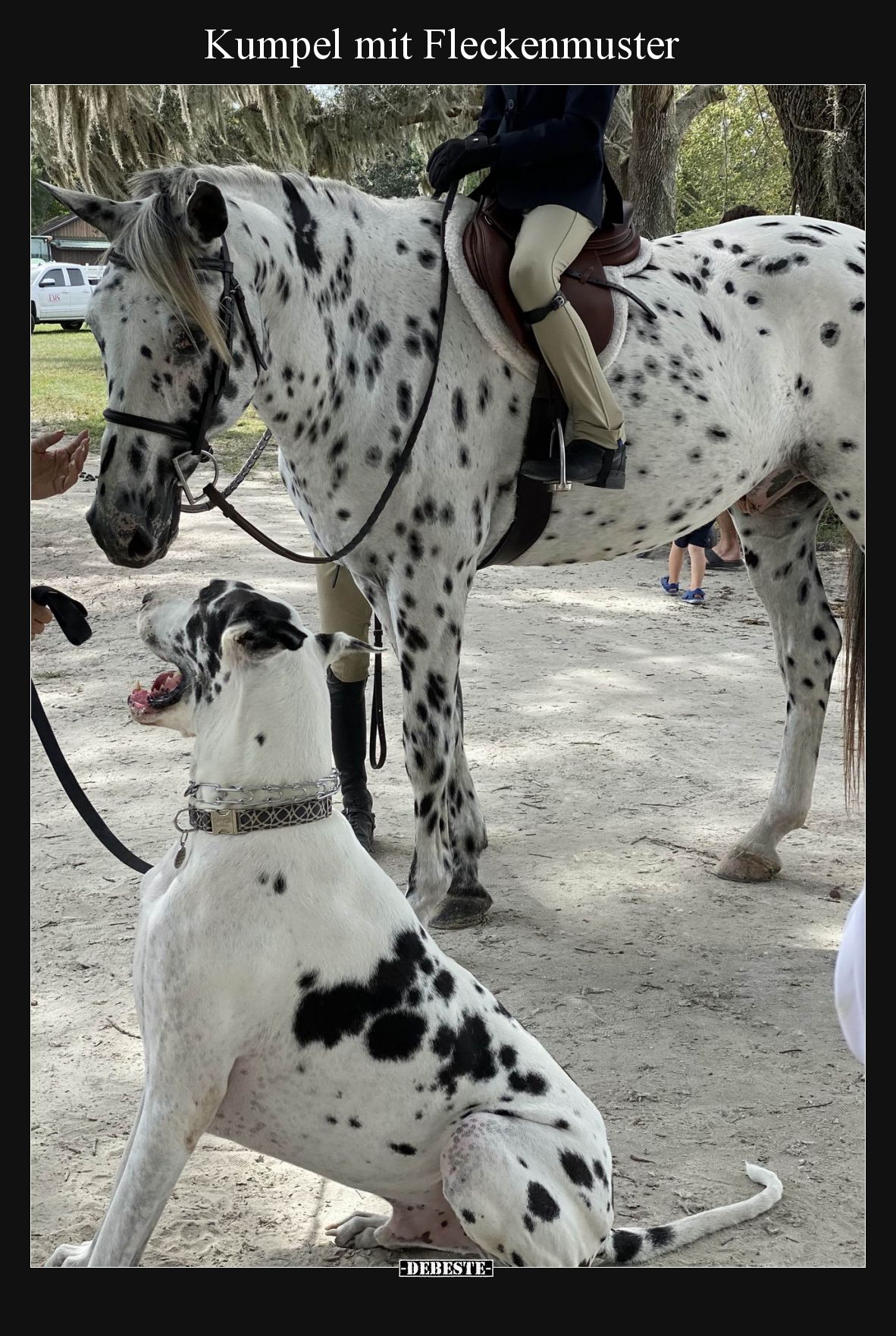 Kumpel mit Fleckenmuster.. - Lustige Bilder | DEBESTE.de