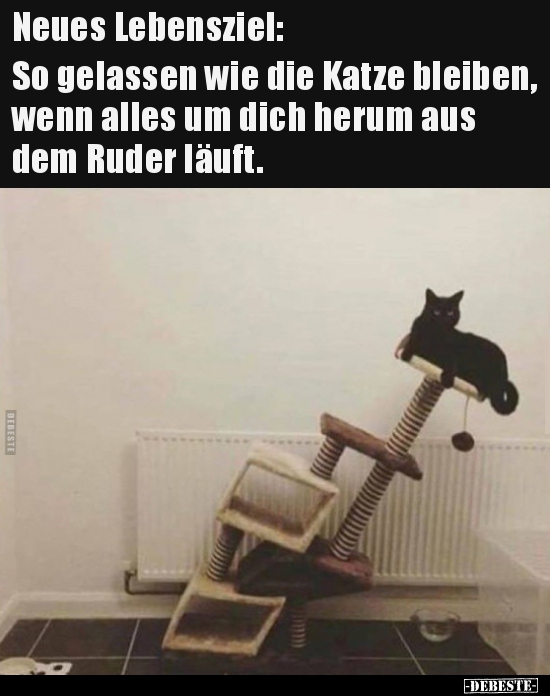 Neues Lebensziel: So gelassen wie die Katze bleiben, wenn.. - Lustige Bilder | DEBESTE.de