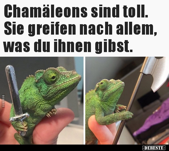 Chamäleons sind toll. Sie greifen nach allem, was du ihnen.. - Lustige Bilder | DEBESTE.de