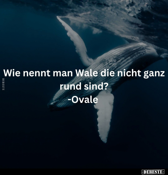 Wie nennt man Wale die nicht ganz rund sind?.. - Lustige Bilder | DEBESTE.de
