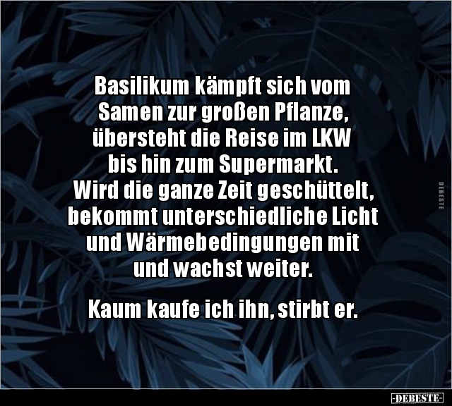 Basilikum kämpft sich vom Samen zur großen.. - Lustige Bilder | DEBESTE.de