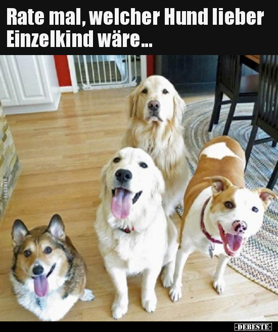 Rate mal, welcher Hund lieber Einzelkind wäre... - Lustige Bilder | DEBESTE.de