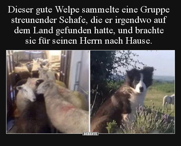 Dieser gute Welpe sammelte eine Gruppe streunender Schafe.. - Lustige Bilder | DEBESTE.de