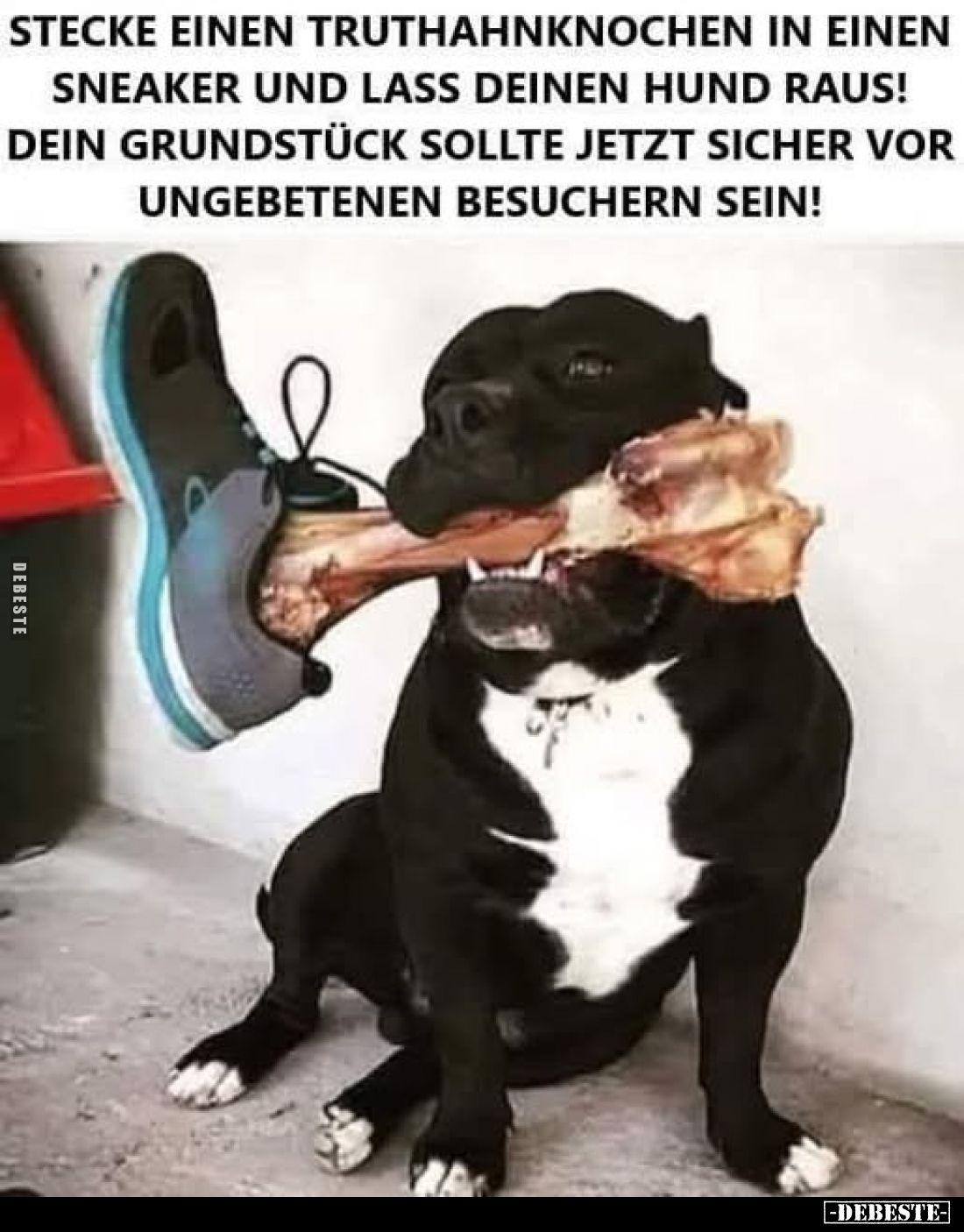 Stecke einen Truthahnknochen in einen Sneaker und lass deinen Hund raus! Dein Grundstück sollte jetzt sicher vor ungebetenen ...