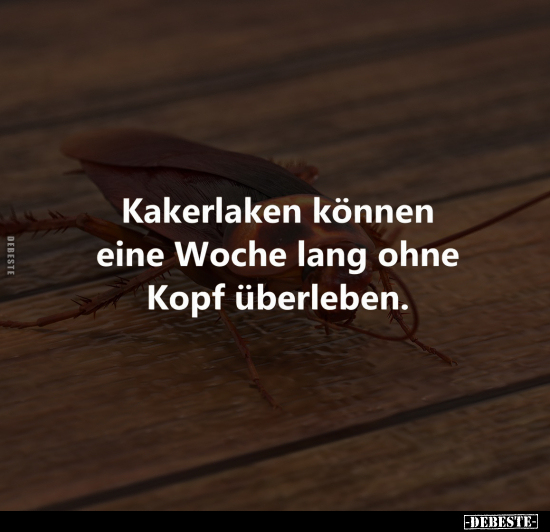 Kakerlaken können eine Woche lang ohne Kopf überleben... - Lustige Bilder | DEBESTE.de