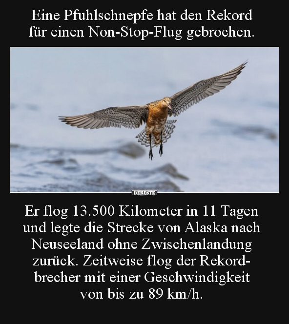 Eine Pfuhlschnepfe hat den Rekord für einen Non-Stop-Flug.. - Lustige Bilder | DEBESTE.de