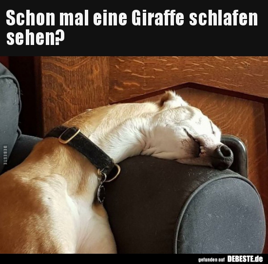 Schon mal eine Giraffe schlafen sehen?..