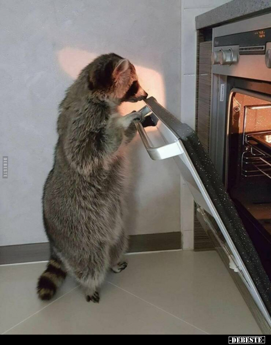  - Lustige Bilder | DEBESTE.de