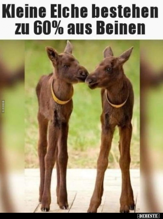 Kleine Eiche bestehen zu 60% aus Beinen.. - Lustige Bilder | DEBESTE.de