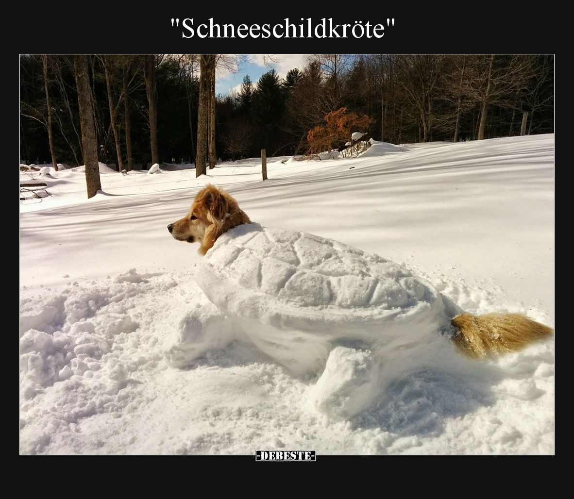 Schneeschildkröte