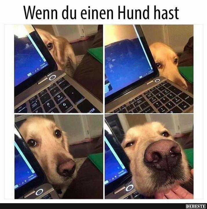 Wenn du einen Hund hast..