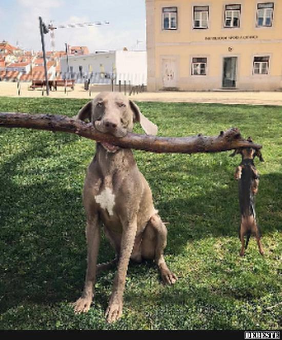 So einfach geb ich mich nicht geschlagen.. - Lustige Bilder | DEBESTE.de