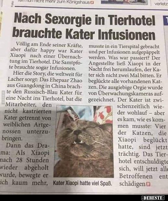 Nach S*exorgie in Tierhotel brauchte Kater Infusionen.. - Lustige Bilder | DEBESTE.de