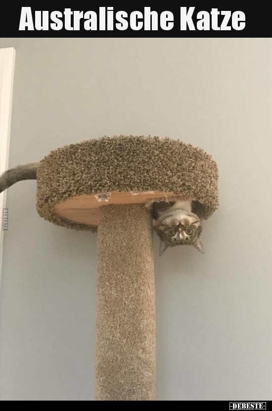 Australische Katze..