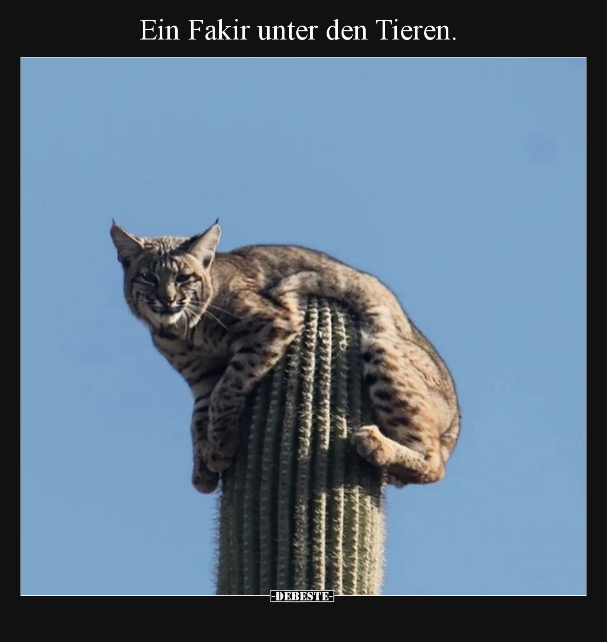 Ein Fakir unter den Tieren... - Lustige Bilder | DEBESTE.de