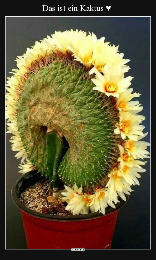 Das ist ein Kaktus ♥ - Lustige Bilder | DEBESTE.de