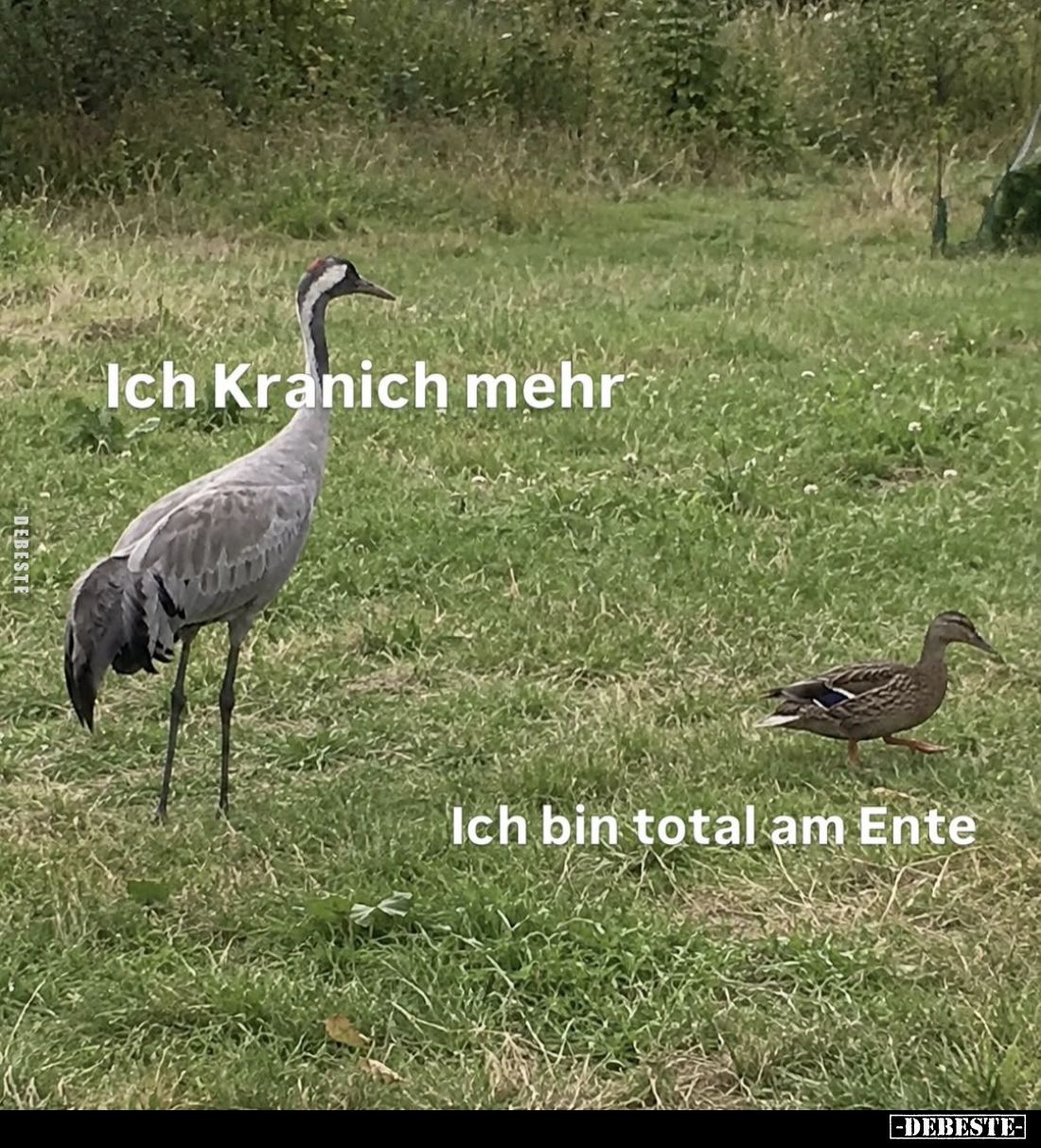Ich Kranich mehr - 
Ich bin total am Ente