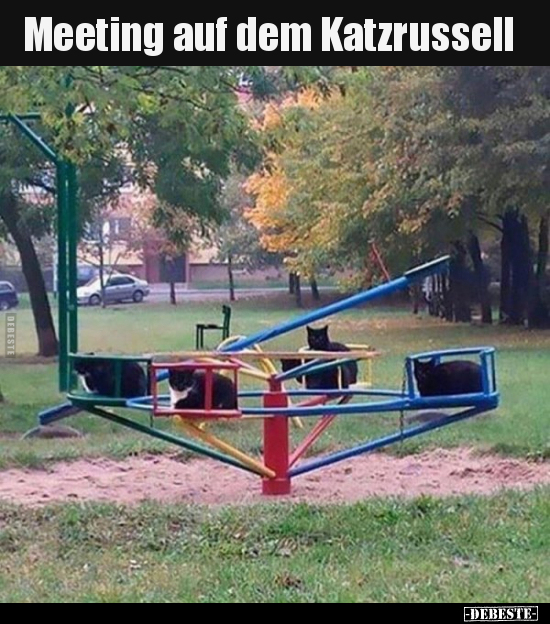 Meeting auf dem Katzrussell..