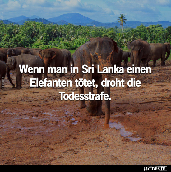 Wenn man in Sri Lanka einen Elefanten tötet, droht die Todesstrafe.. - Lustige Bilder | DEBESTE.de
