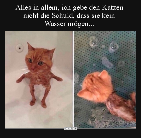 Alles in allem, ich gebe den Katzen nicht die Schuld, dass.. - Lustige Bilder | DEBESTE.de