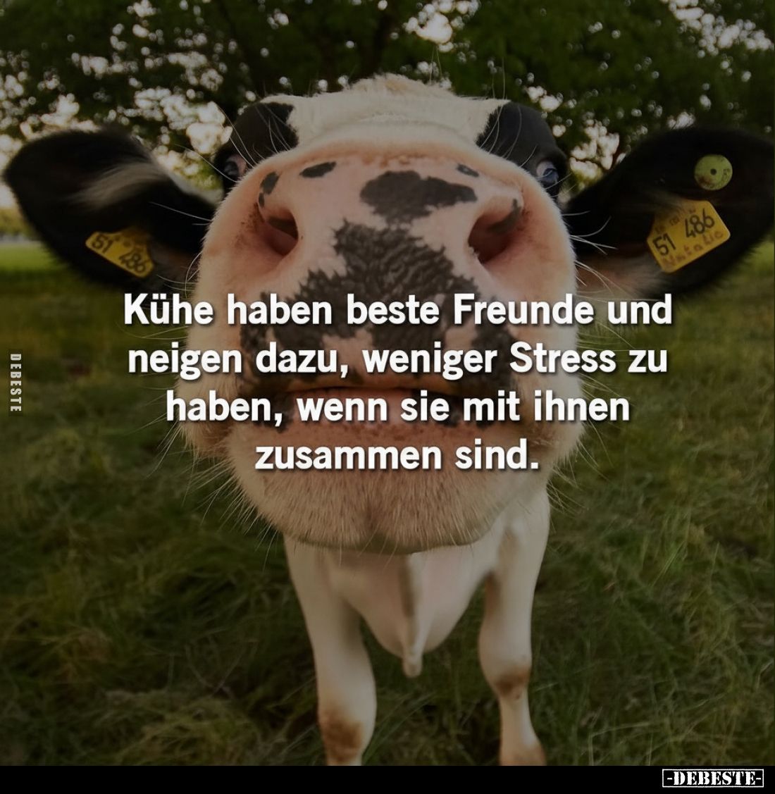 Kühe haben beste Freunde und neigen dazu, weniger Stress zu.. - Lustige Bilder | DEBESTE.de