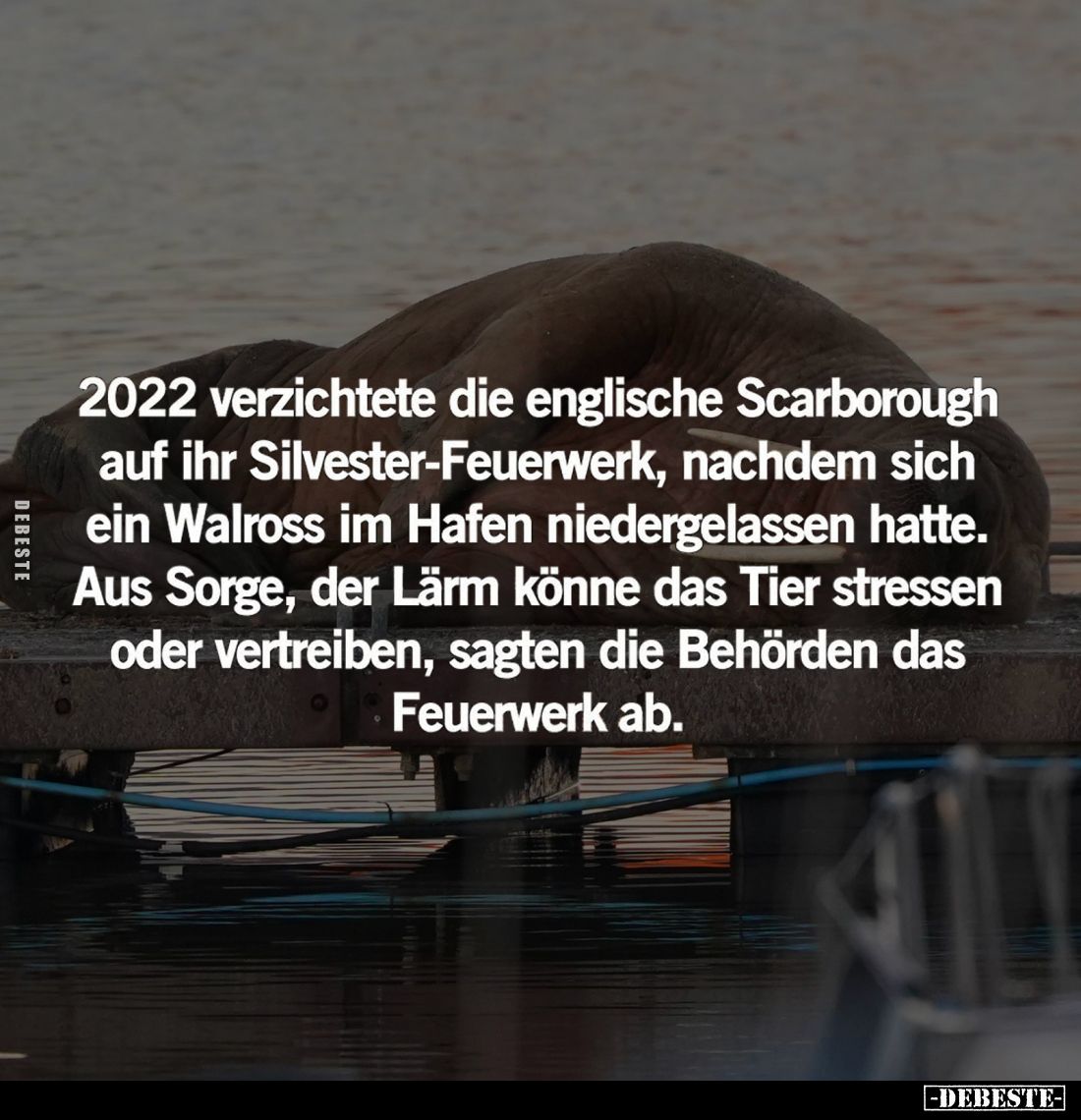 2022 verzichtete die englische Scarborough auf ihr Silvester-Feuerwerk, nachdem sich ein Walross im Hafen niedergelassen hatt...