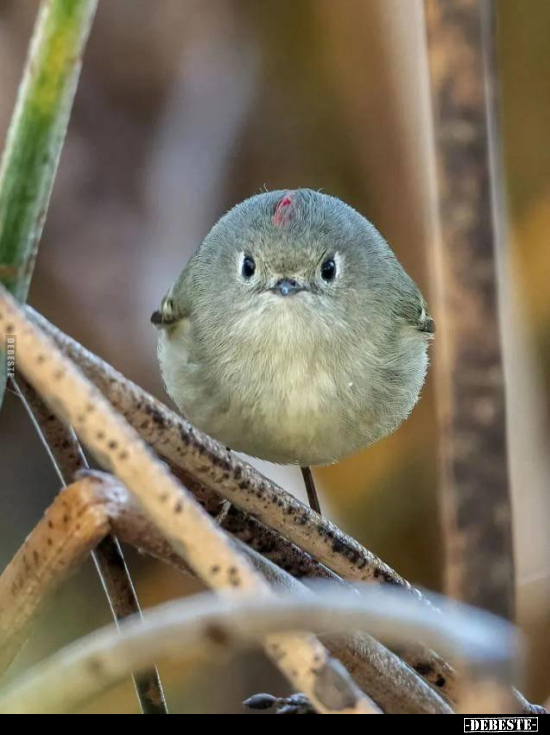  - Lustige Bilder | DEBESTE.de